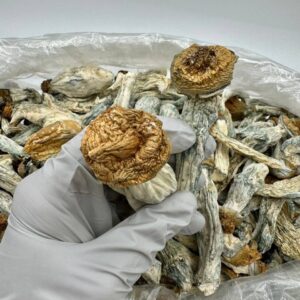 photo_2025-11-06_13-50-21